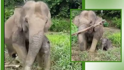 Mother elephant removes barrier for her newborn's baby steps; video goes viral