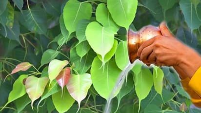 ಭಾನುವಾರ ಅಶ್ವತ್ಥ ಮರವನ್ನು ಪೂಜಿಸಿದ್ರೆ ಮನೆಗೆ ಬರ್ತಾಳೆ ದರಿದ್ರ ಲಕ್ಷ್ಮೀ! ಯಾಕೆ ಗೊತ್ತಾ?