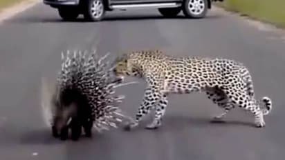 പുള്ളിപ്പുലിയുടെയും മുള്ളൻ പന്നിയുടെയും പോരാട്ടം; വൈറലായി വീഡിയോ