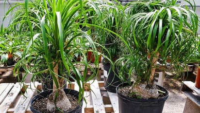 പോണിടെയ്ല് പന അഥവാ എലഫെന്റ് ഫൂട്ട് ചെടി ; വല്ലപ്പോഴും മാത്രം നനച്ചാലും തഴച്ചുവളരും