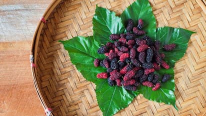 വെളുപ്പും കറുപ്പും ചുവപ്പും മള്ബറികള്; വരള്ച്ചയെ പ്രതിരോധിക്കാന് കഴിയുന്ന പഴച്ചെടി