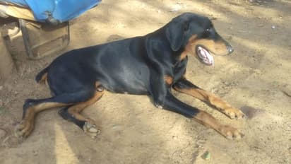 ಕ್ರೈಂ ಕೇಸ್‌ ಪತ್ತೆ ಹಚ್ಚುವಲ್ಲಿ ಶ್ರಮಿಸಿದ್ದ ಜಾನಿ ಇನ್ನಿಲ್ಲ: ಅಗಲಿದ ಸಹೋದ್ಯೋಗಿಗೆ ಕಂಬನಿ ಮಿಡಿದ ಇತರೆ ಶ್ವಾನಗಳು..!