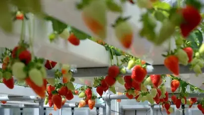 സ്ട്രോബെറി മണ്ണില്ലാതെയും കൃഷി ചെയ്യാം; ഹൈഡ്രോപോണിക്സ് വഴി പഴങ്ങള് വിളവെടുക്കാം