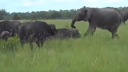 കാട്ടുപോത്തിനെ പ്രകോപിപ്പിച്ച കുറുമ്പനായ ആനയ്ക്ക് സംഭവിച്ചത്; വൈറലായി വീഡിയോ