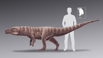 രണ്ടു കാലിൽ ഓടുന്ന ഭീമൻ മുതല ഈ ഭൂമിയിൽ ജീവിച്ചിരുന്നു;ദക്ഷിണ കൊറിയയിൽ നിന്ന് തെളിവുകൾ കണ്ടെടുത്ത് ഗവേഷകർ