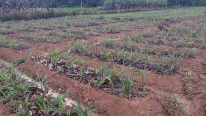 ലഭ്യത കുറയുന്നു; ഇഞ്ചി, നേന്ത്രക്കായ എന്നിവയ്ക്ക് വരുംനാളുകളില് വില ഉയരുമെന്ന് റിപ്പോർട്ട്