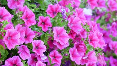 വിവിധ വര്ണങ്ങളില് പെറ്റൂണിയ വളര്ത്താം; സൂര്യപ്രകാശമുണ്ടെങ്കില് ധാരാളം പൂക്കള്