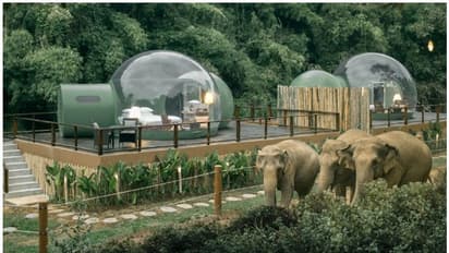 ആനകള്‍ മേയുന്ന കാട്ടില്‍ ക്യാമ്പ്, വ്യത്യസ്‍തത തേടുന്ന ടൂറിസം മേഖല...