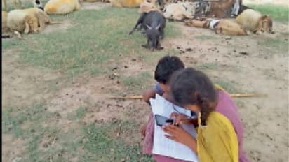 भेड़ चराने जाते पिता तो उनके पास बैठकर हॉमवर्क करती बेटियां, एक मोबाइल पर 5 बहनें ऐसे कर रहीं पढ़ाई