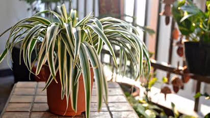 വളം കുറഞ്ഞുപോയാലും പ്രശ്നമില്ല, പക്ഷേ, കൂടുതലാവരുത്; സ്പൈഡര് ചെടി വളര്ത്തുമ്പോള് ശ്രദ്ധിക്കാന്