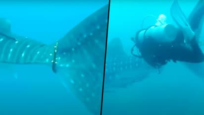 Thai divers struggle to free whale shark caught in rope (Video)