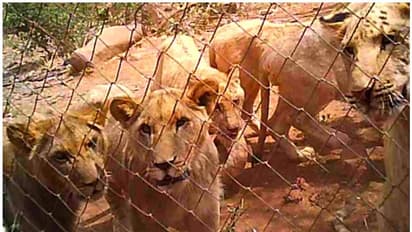 സിംഹങ്ങളെ വേട്ടയാടി കൊലപ്പെടുത്തുന്നു, പിന്നില്‍ വന്‍ വ്യവസായം; ആരോപണവുമായി പുസ്‍തകം