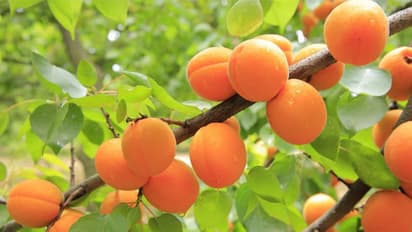 മരം നിറയെ പഴങ്ങള് വിളയുന്ന ആപ്രിക്കോട്ട്