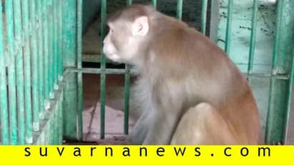 250 ಜನರಿಗೆ ಕಚ್ಚಿದ ಮಂಗಕ್ಕೆ ಜೀವಾವಧಿ ಶಿಕ್ಷೆ!