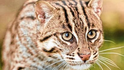 খাবারে বিষ মিশিয়ে গর্ভবতী বাঘরোলকে 'হত্যা', কেরল কাণ্ডের ছায়া এবার এ রাজ্যেও