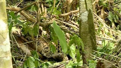 കെണിയിൽ പുലി കുടുങ്ങിയ സംഭവം: കർഷകന് ജാമ്യം, കുറ്റസമ്മത മൊഴി പുറത്ത്