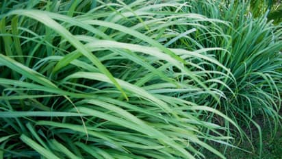Lemongrass Plant