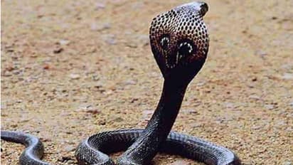 విజయనగరంలో విషాదం: పాము కాటుకు విద్యార్ధి మృతి, మరో ఇద్దరి పరిస్థితి విషమం