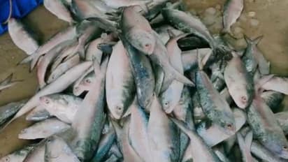 West Bengal: Hilsa fish farming resumes in Bhatar villages as part of Unlock 4