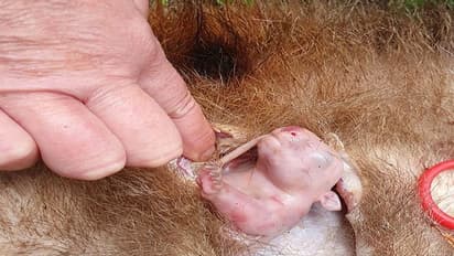 ಗರ್ಭಿಣಿ ವೊಂಬಾಟ್ ಸಾವು, ಹೊಟ್ಟೆಯಲ್ಲಿ ಚಡಪಡಿಸಿದ ಕಂದ, ಮುಂದೆ ನಡೆಯಿತು ಅಚ್ಚರಿ!