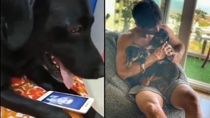 খাওয়া দাওয়া প্রায় বন্ধ, ছবি আকড়ে অঝোরে কেঁদেই চলেছে সুশান্তের প্রিয় পোষ্য