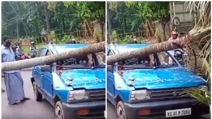 ഓടിക്കൊണ്ടിരുന്ന മാരുതി 800നെ തെങ്ങ് ചതിച്ചു, പിന്നെ സംഭവിച്ചത്!