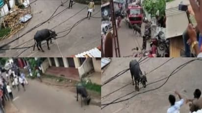 കൊല്ലത്ത് കശാപ്പിനെത്തിച്ച പോത്ത് വിരണ്ടോടി, നിരവധി പേർക്ക് പരിക്ക്; പിടിച്ചുകെട്ടുന്നതിനിടെ ചത്തു