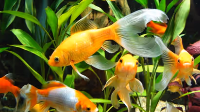 রাখির উপহারে ভুলেও দেবেন না এই জিনিসগুলি, মুহূর্তে ভাঙন ধরবে ভাই-বোনের  সম্পর্কে