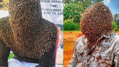 ಜೇನು ನೊಣಗಳ ಸರದಾರ, 60 ಸಾವಿರ ನೊಣಗಳೊಂದಿಗೆ ಟೈಂ ಪಾಸ್!