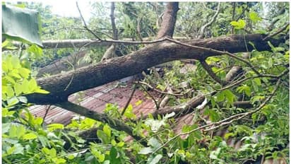 കാറ്റിലും മഴയിലും മരം കടപുഴകി വീണ് വീട് തകര്ന്നു