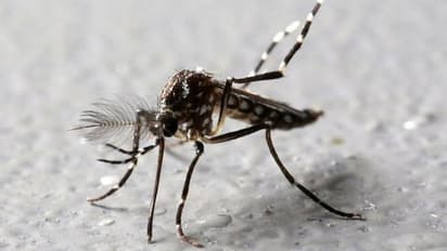 கொசுக்கள் ஏன் ரத்தம் குடிக்கிறது...!! விஞ்ஞானிகளை அதிரவைத்த ஆராய்ச்சி முடிவுகள்..!!