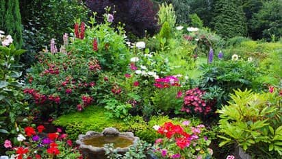 বাড়ির বাগানে কখনও এই গাছ রাখবেন না, বাস্তুমতে সাজিয়ে নিন বাগান