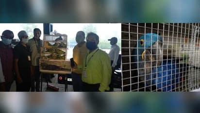 কোটি টাকার বিদেশী পাখি পাচারে কলকাতা বিমানবন্দরে পর্দা ফাঁস, আটক ২