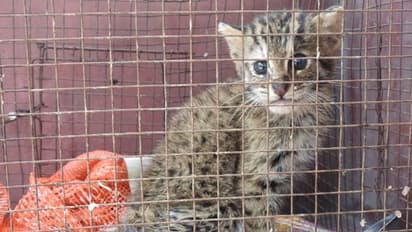 'দুর্ঘটনা'য় গুরুতর আহত, বাঘরোল শাবককে উদ্ধার করে বাড়ি নিয়ে গেলেন যুবক