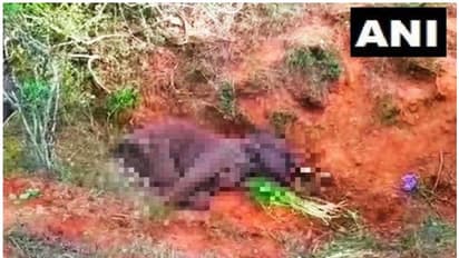 തമിഴ്നാട്ടില് സ്ഫോടകവസ്തു കടിച്ച് വായ തകര്ന്ന ആന ചരിഞ്ഞു