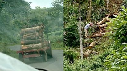 ഏലപ്പാറയിൽ പരിസ്ഥിതി ലോല പ്രദേശത്ത് സ്വകാര്യ എസ്റ്റേറ്റിന്റെ അനധികൃത മരംമുറി