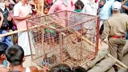 বাঘের ভয়ে ত্রস্ত গ্রাম, খাঁচা পেতে ধরা পড়ল বাঘরোল
