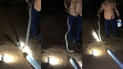 ഉത്രയെ കൊല്ലാൻ ഉപയോഗിച്ച പാമ്പിൻ്റെ ദൃശ്യങ്ങൾ പുറത്ത്, സുരേഷിന് വിഷവിൽപ്പനയുണ്ടായിരുന്നതായി സംശയം