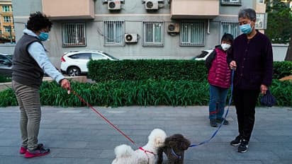 নিষেধ মুখেই, করোনার পরও চিনে সাড়ম্বরে চলছে মধ্যযুগীয় বর্বর কুকুর-মাংসের উৎসব, দেখুন