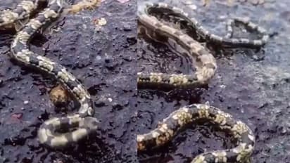 പാമ്പല്ല, വേറെയെന്താണ്!; വൈറലായി 'വിചിത്രജീവി'യുടെ വീഡിയോ...