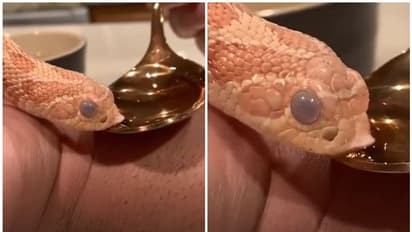 സ്പൂണില്‍ നിന്ന് വെളളം കുടിക്കുന്ന പാമ്പ്; വെെറലായി വീഡിയോ