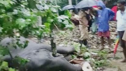 গৃহস্থের সুপারি বাগানে 'মরণফাঁদ', বেঘোরে প্রাণ গেল হস্তিশাবকের