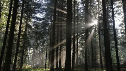 കഥകളിലേതുപോലെ നിഗൂഢത പേറുന്ന ചില വനങ്ങള്‍, അവയെക്കുറിച്ചുള്ള വിശ്വാസങ്ങള്‍; കാണാം ചിത്രങ്ങള്‍