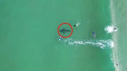 കടലില് ഇറങ്ങിയവര്ക്ക് തൊട്ടരികില് ഭീമന് സ്രാവ്, ഡ്രോണില് പതിഞ്ഞ വീഡിയോ കണ്ട് അമ്പരന്ന് ട്വിറ്റര്
