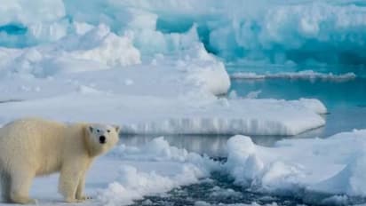 ആഗോളതാപനം: ആര്‍ട്ടിക് സമുദ്രത്തില്‍  2050 ഓടെ മഞ്ഞുപാളികള്‍ ഇല്ലാതാവുമെന്ന് പഠനം