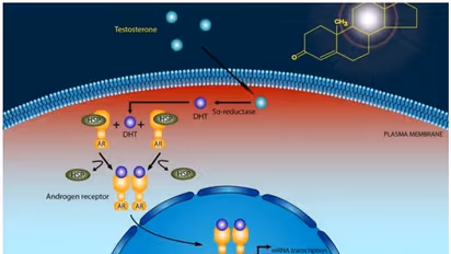 30 വര്ഷം സ്ത്രീയായി ജീവിച്ചു, വയറുവേദനക്ക് പരിശോധിച്ചപ്പോള് പുരുഷന്; അത്യപൂര്വമെന്ന് ഡോക്ടര്മാര്