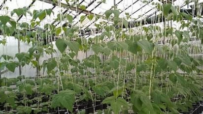 Home Garden : ಕೈತೋಟದಲ್ಲಿರುವ ಬೀನ್ಸ್ ಎಲೆಗಳು ಹಳದಿಯಾಗ್ತಿದ್ದರೆ ಈ ಟಿಪ್ಸ್ ಬಳಸಿ