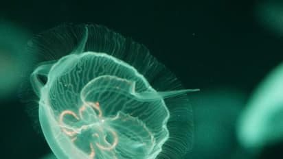 കാലാവസ്ഥ വ്യതിയാനം: ആഘാതം ആഴക്കടലിലും