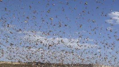 ഉംപണ് ചുഴലിക്കാറ്റും ശക്തമായ മഴയും കാലാവസ്ഥാ മാറ്റവും; ഇന്ത്യയില് വെട്ടുകിളി അക്രമം കൂടാന് കാരണമെന്ത്?