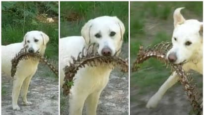 വളർത്തുപട്ടി കാട്ടുപൊന്തയിൽ നിന്ന് കടിച്ചെടുത്തു കൊണ്ടുവന്നത് വലിയൊരു നട്ടെല്ല്, ഞെട്ടിത്തരിച്ച് യുവതി